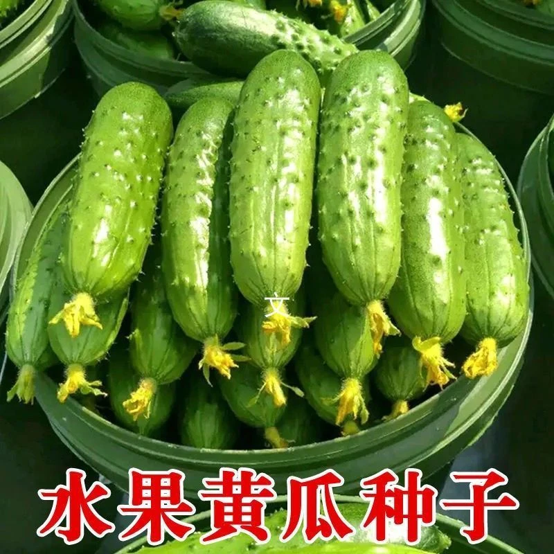 【全店满五包包邮】摘不败水果黄瓜种子春季阳台蔬菜黄瓜种子