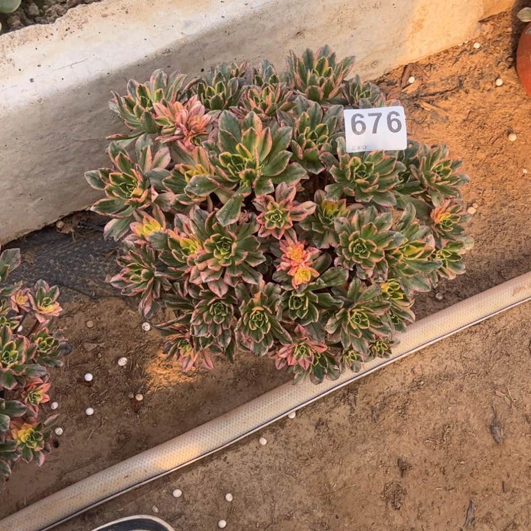 甜茶676不包断枝的