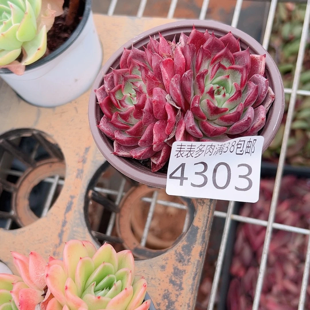 牛***战无花朵多肉一物一拍植物4303