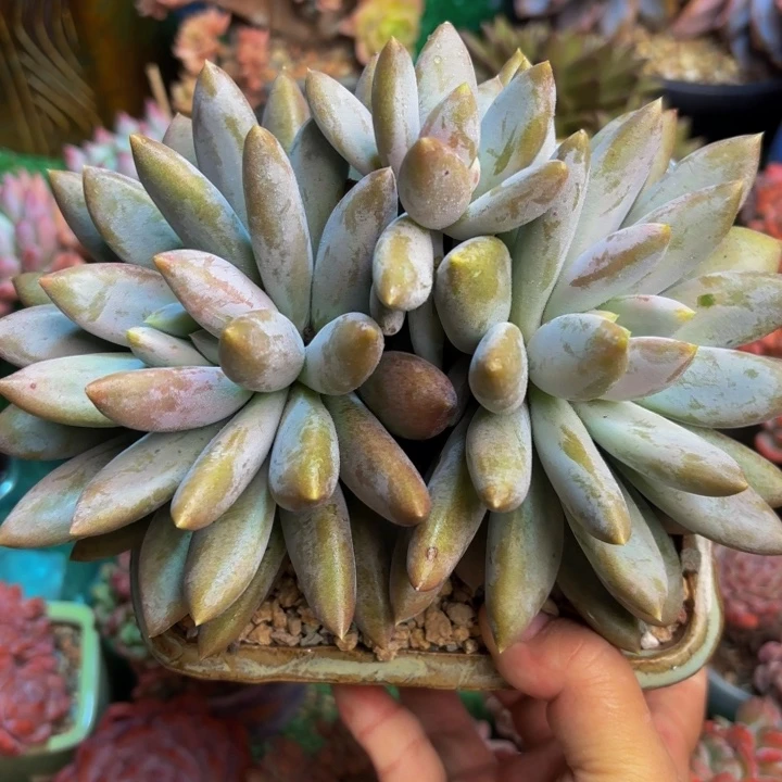 哥特一颗 脱土发货
