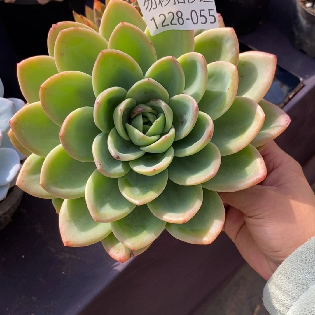 两单包邮1228-55柠檬茶