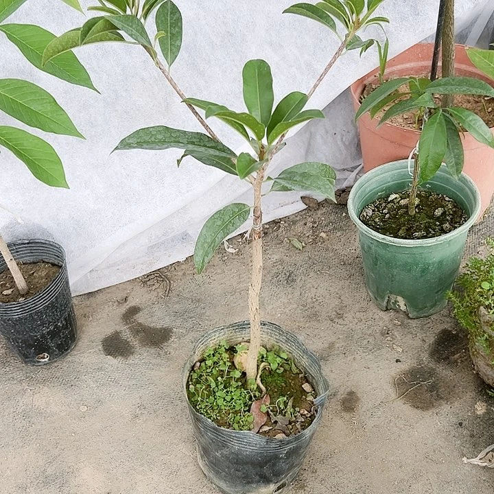 珍珠芭乐废**收2345556666