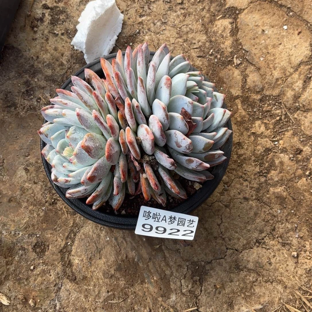 开开心心每一天象牙