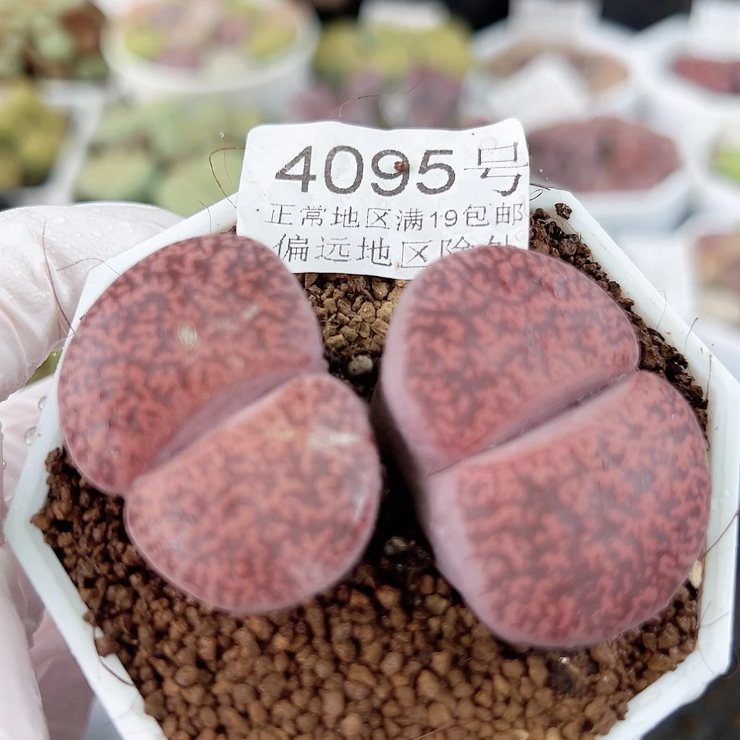 4095六年酒红大双头微瑕如图特价