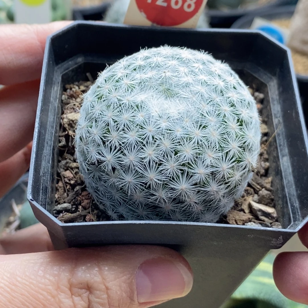 实生大型春星4.6cm一棵仙人球