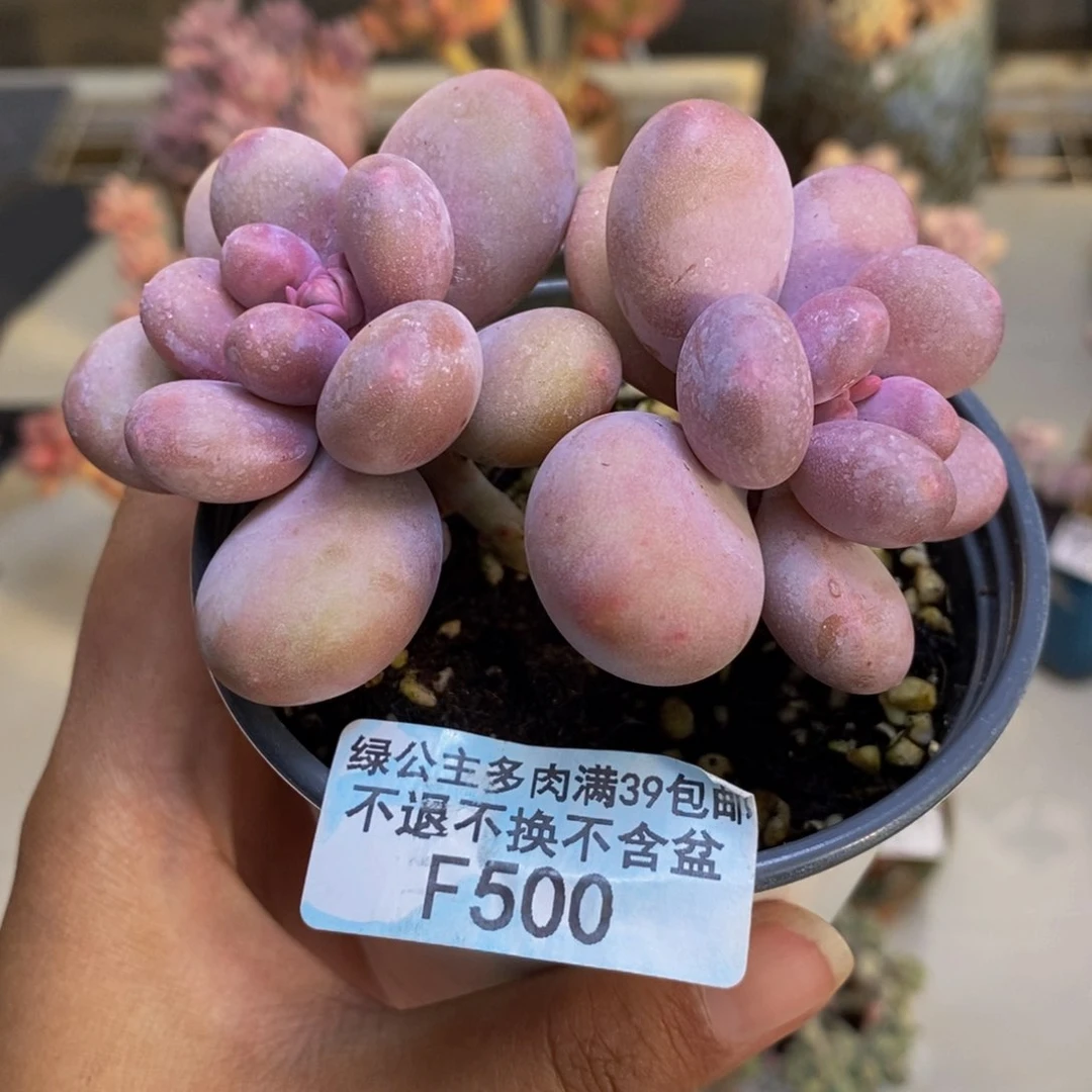 500蛋黄奶多肉7cm