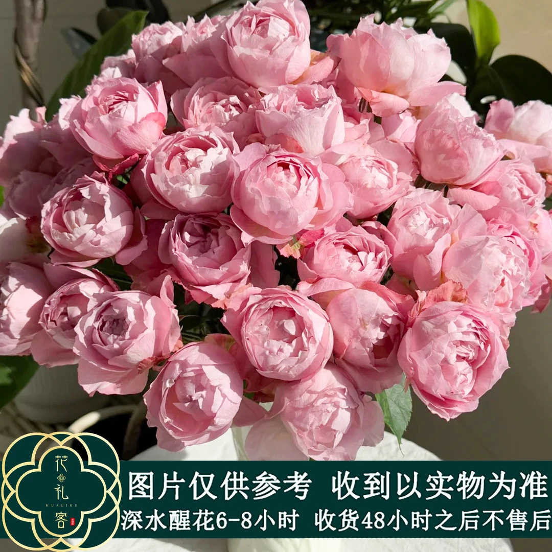 七叶花坊# 【蜜粉朱丽叶-俏溪阳多头】高品质鲜花 顺丰直发