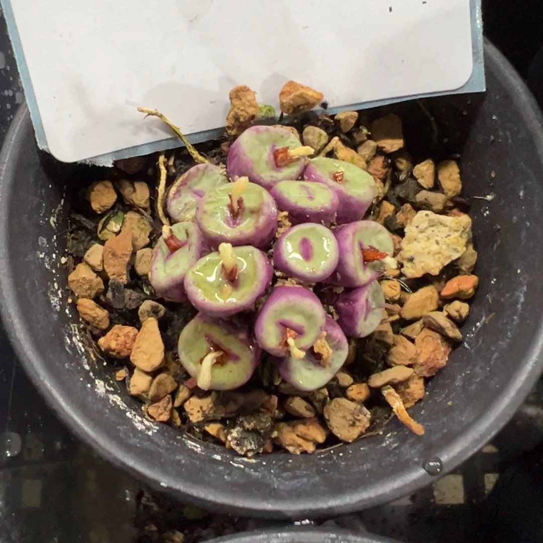 24-90肉锥多肉植物，