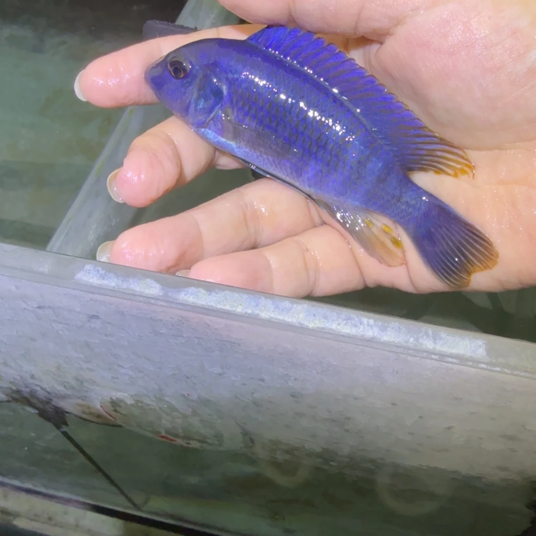 未***m慈鲷鱼88号米坦德蓝小丑