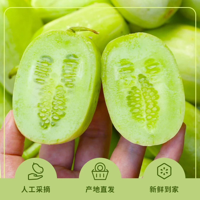 【现摘现发】玉女拇指黄瓜产地直发当季新鲜水果低脂水果非转基因