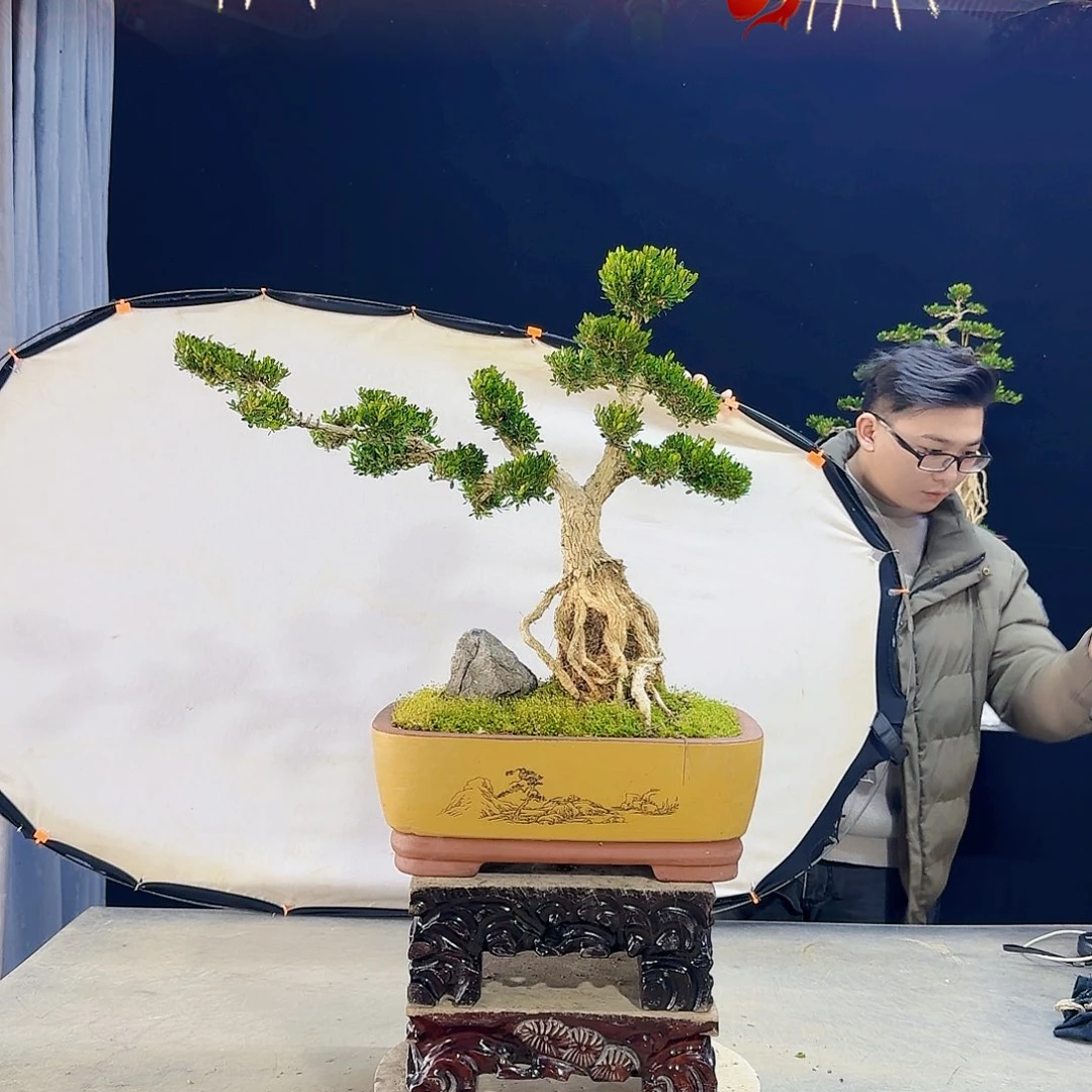 高端皱皮黄杨盆景江**雨