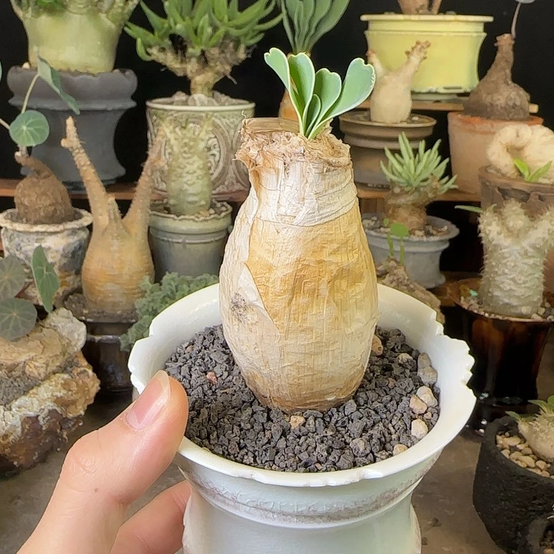 一物一拍巨凤之卵560