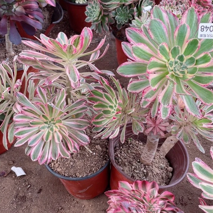 ?****嘿4849围巾2颗多肉12345678