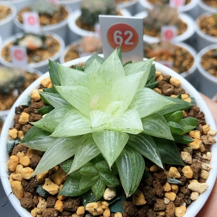 【闪购商品】62元祖冰沙糖锦