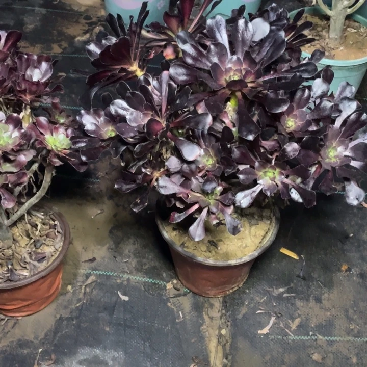 45圆叶黑法师多肉植物