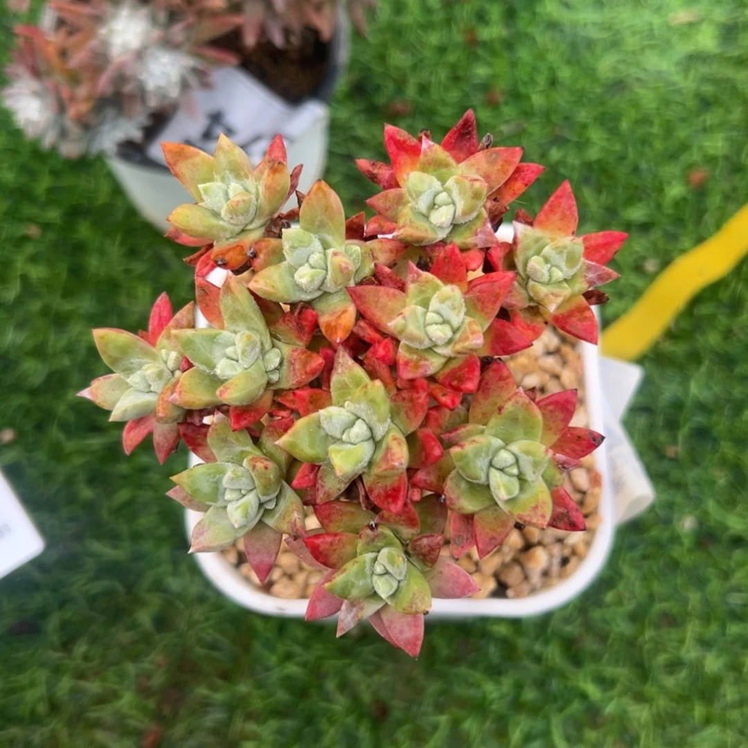 诺玛苹果叶～一物一拍246