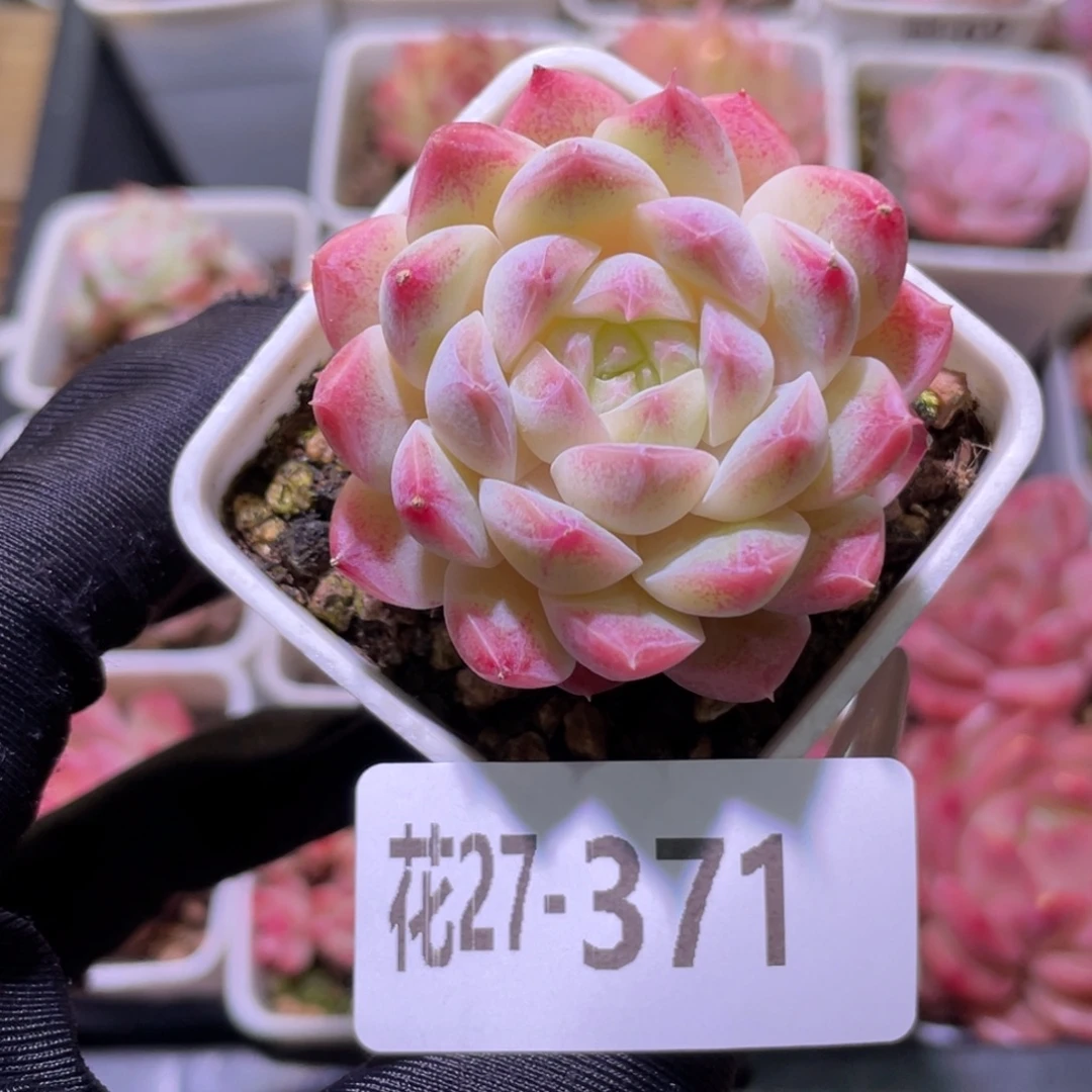 花利美27-371美瞳