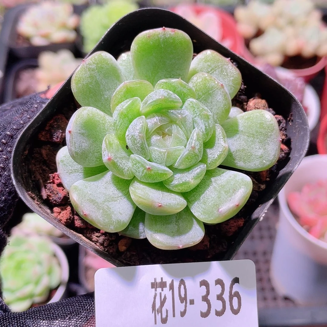 花利美19-336白色恋人