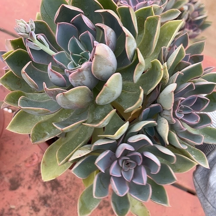 琼斯12.99多肉植物精品