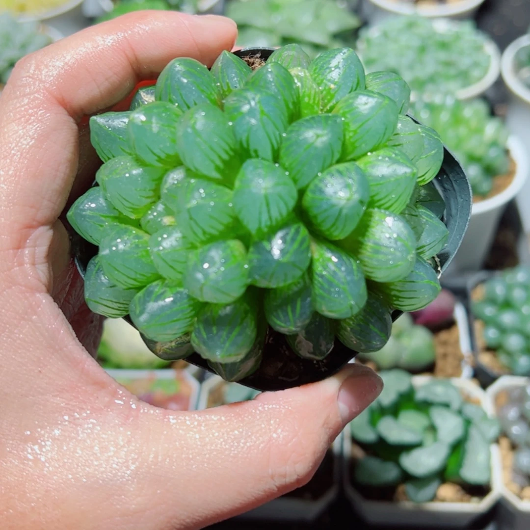 【闪购商品】双头OM玉露