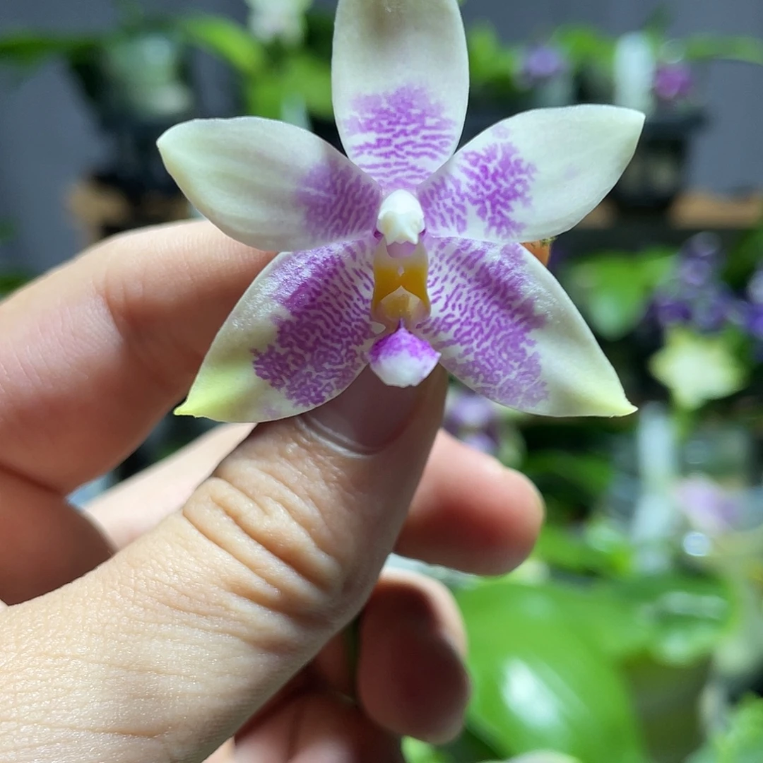 完全开放115叶瑕花期不保