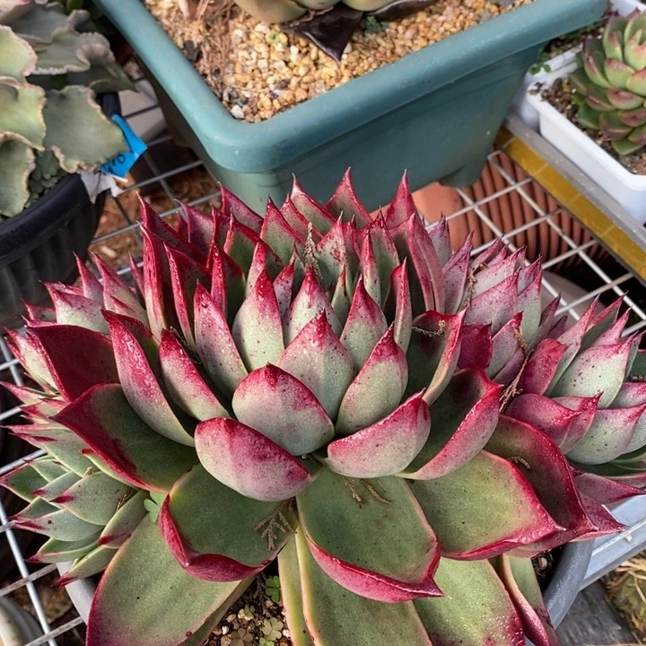 D075- 直播福利 斯特拉捧花