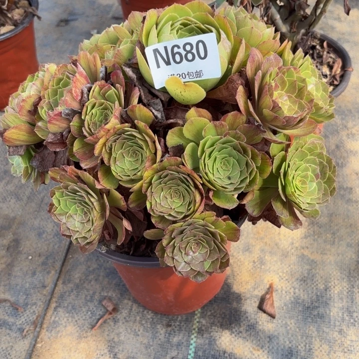 瑞妈多肉园艺680花月夜