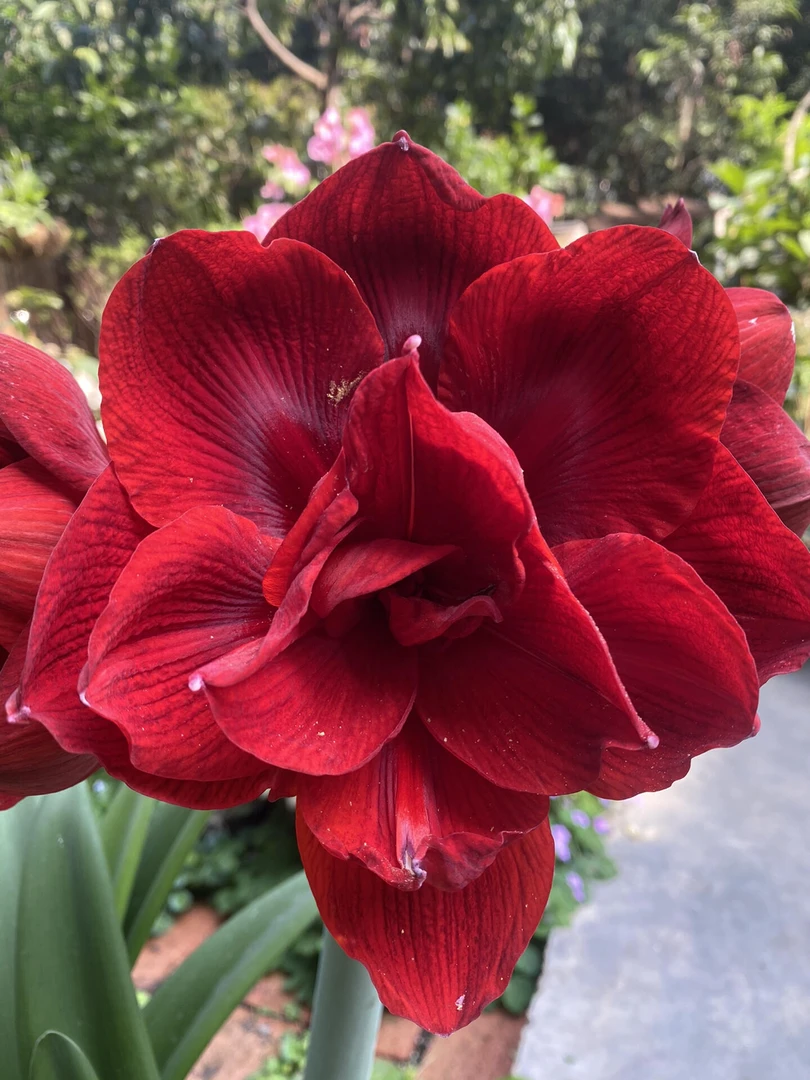 （黑天鹅）朱顶红自然球包对版重瓣送肥料