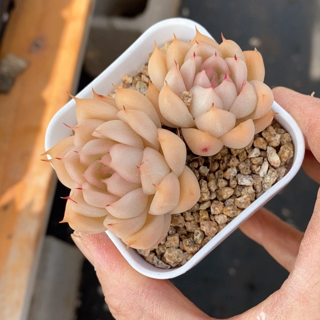 精品多肉一物一拍不包整305