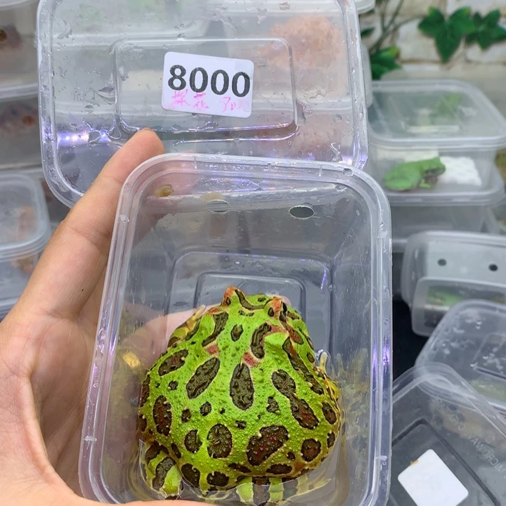 探***、角蛙8000绿钟角蛙