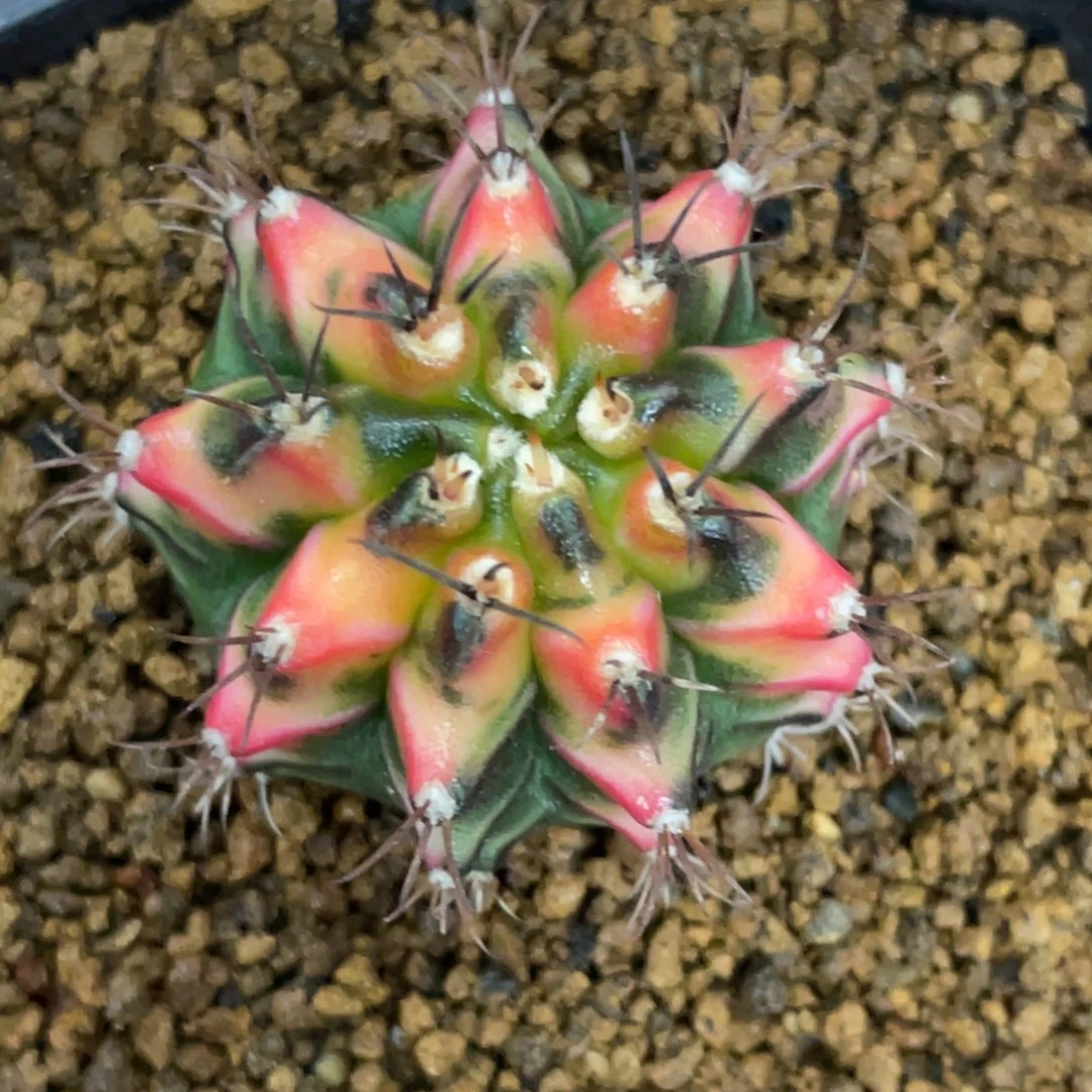 当前无花朵，栽培后可花朵黄凤凰