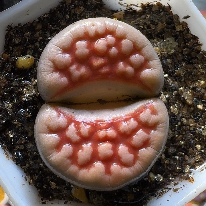 生石花1111212。   387