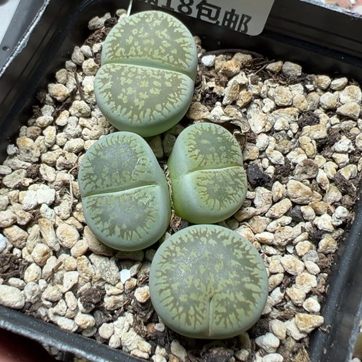 【闪购商品】 692。