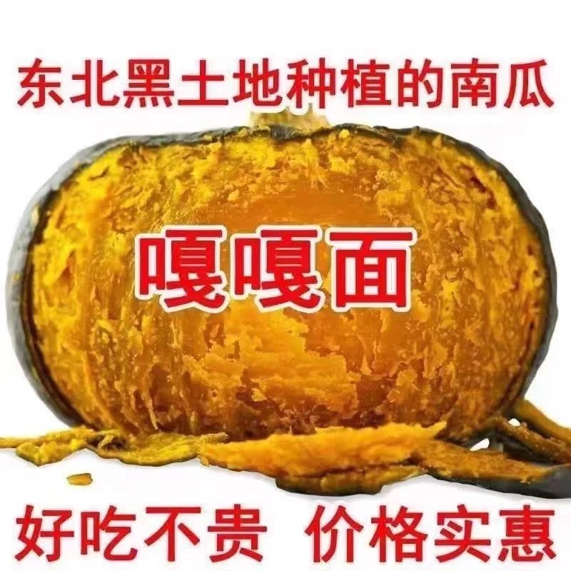 (铁柱家)东北小园黑土地种植窝瓜