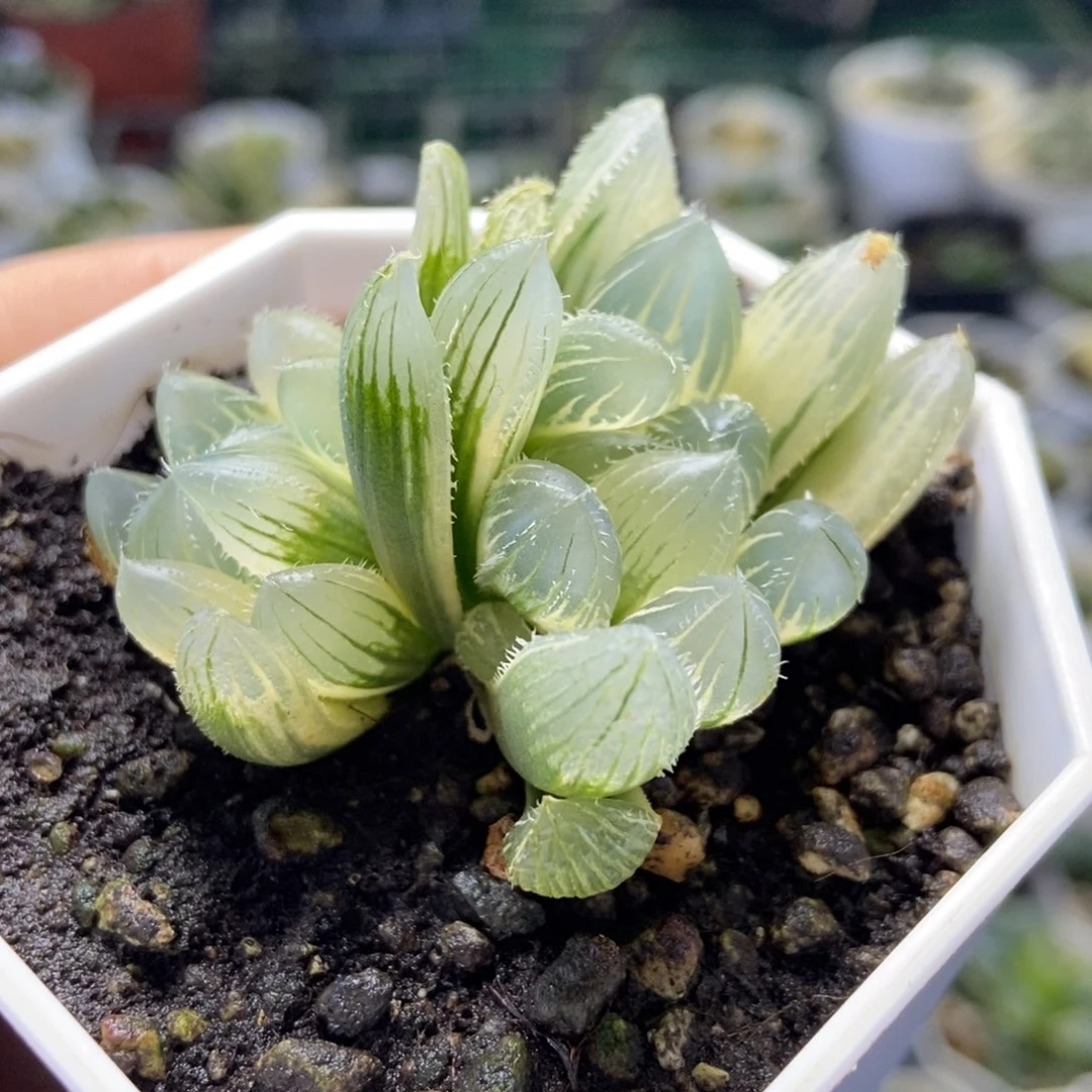 双头糊斑天狼星锦一物一拍