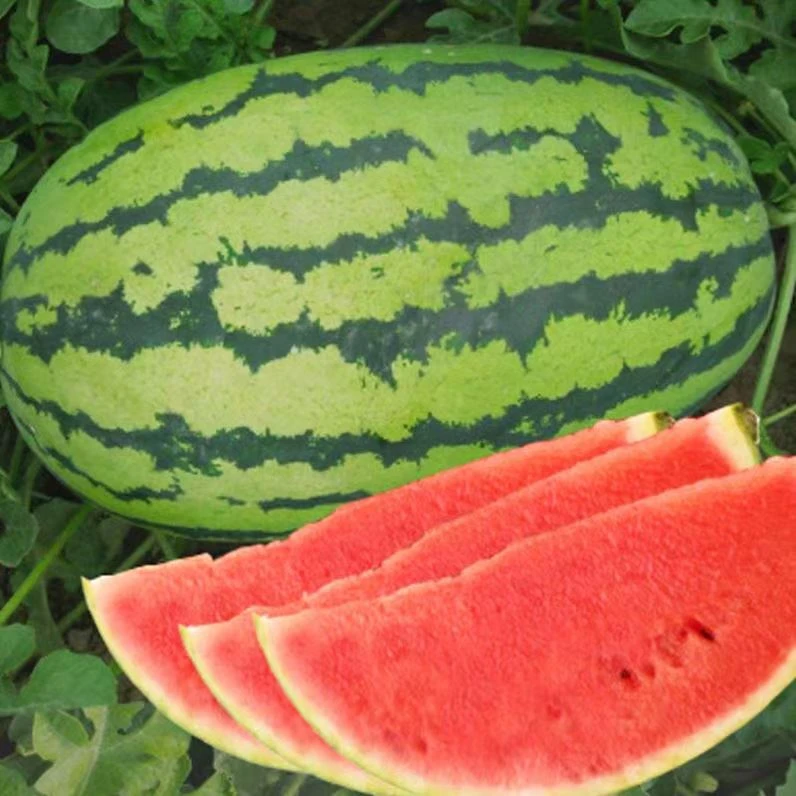 懒汉西瓜种子特大高产甜四季播种少籽西瓜种子早熟西瓜水果种籽