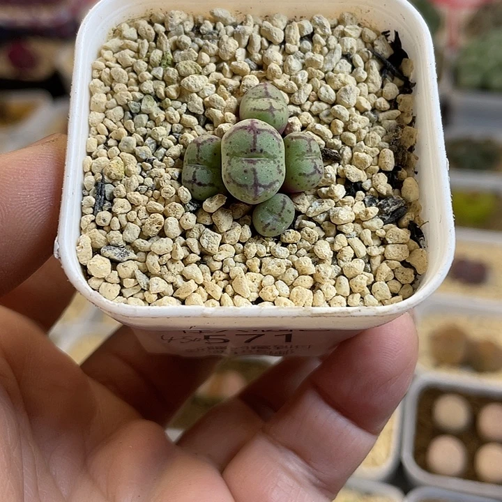 佳人园艺多肉生石花猴脸571