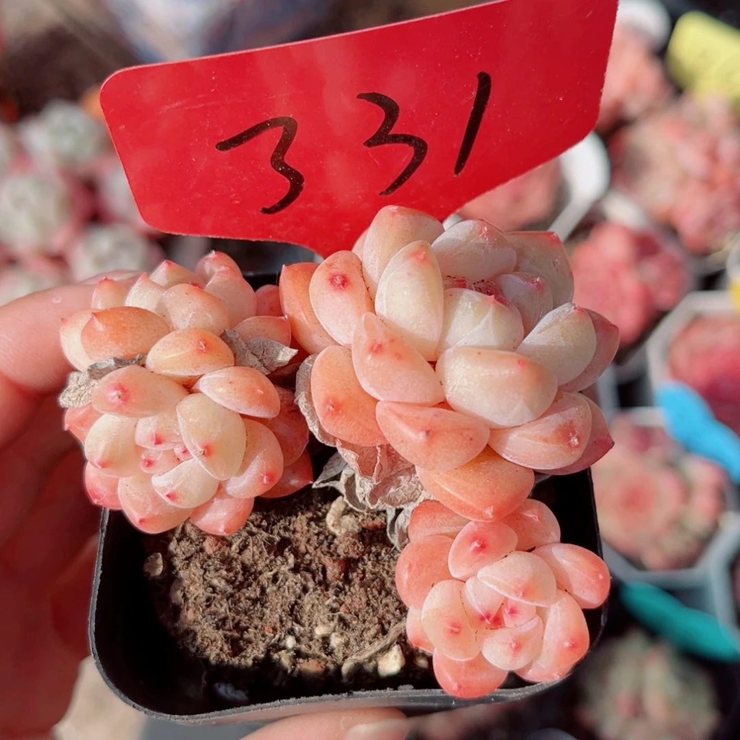 331号小老桩糖心群