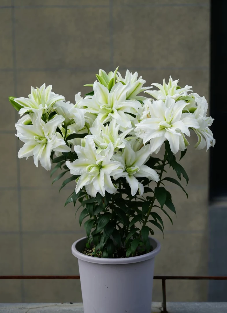 【艾莎】带香味种球球王荷兰进口种球基地直发（明年开花）