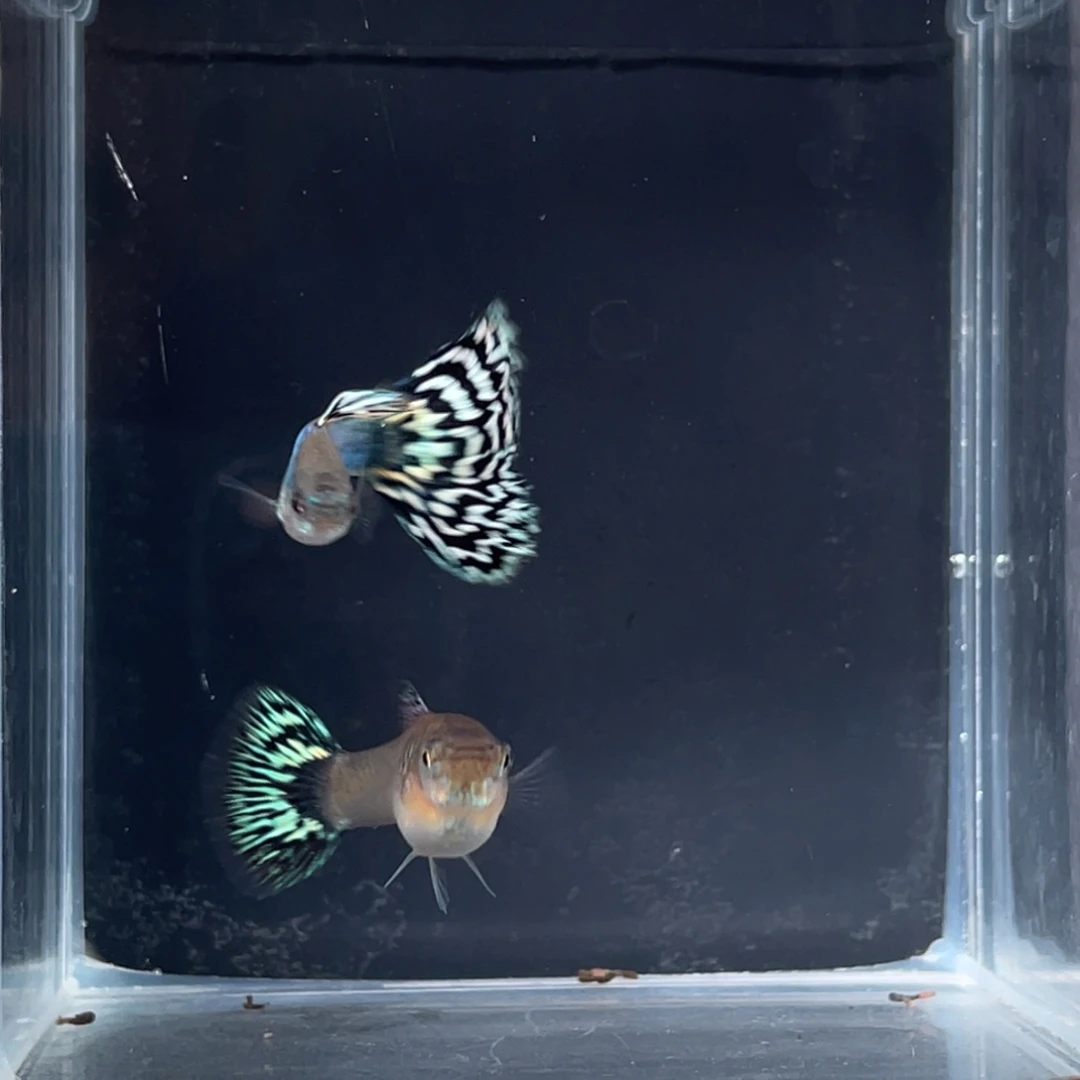 孔雀鱼新加蓝马赛克