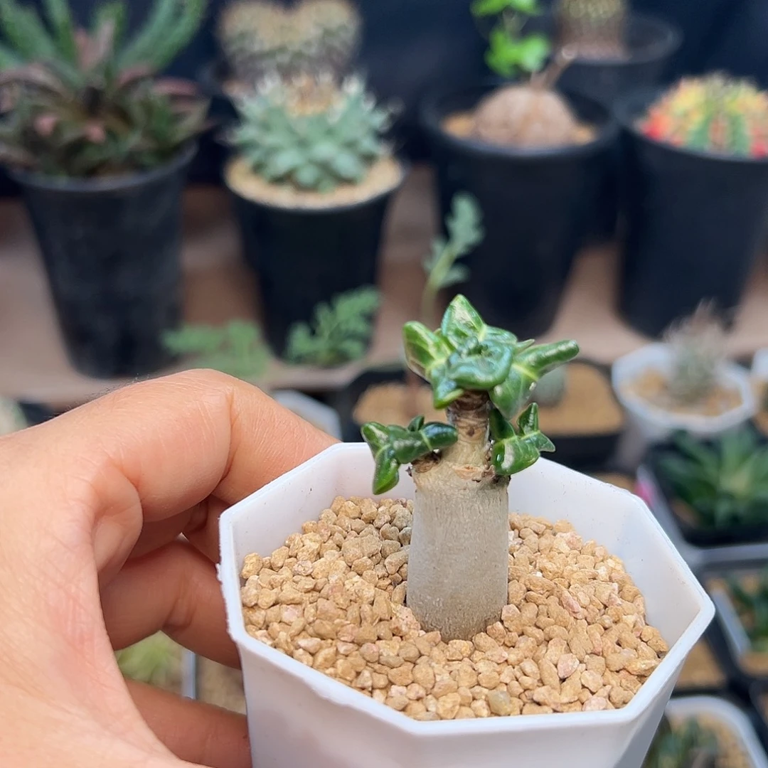 卡汉羊角沙漠玫瑰