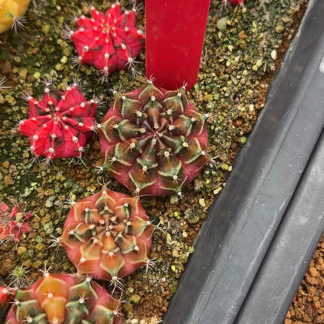 30-0919泰国发货多肉