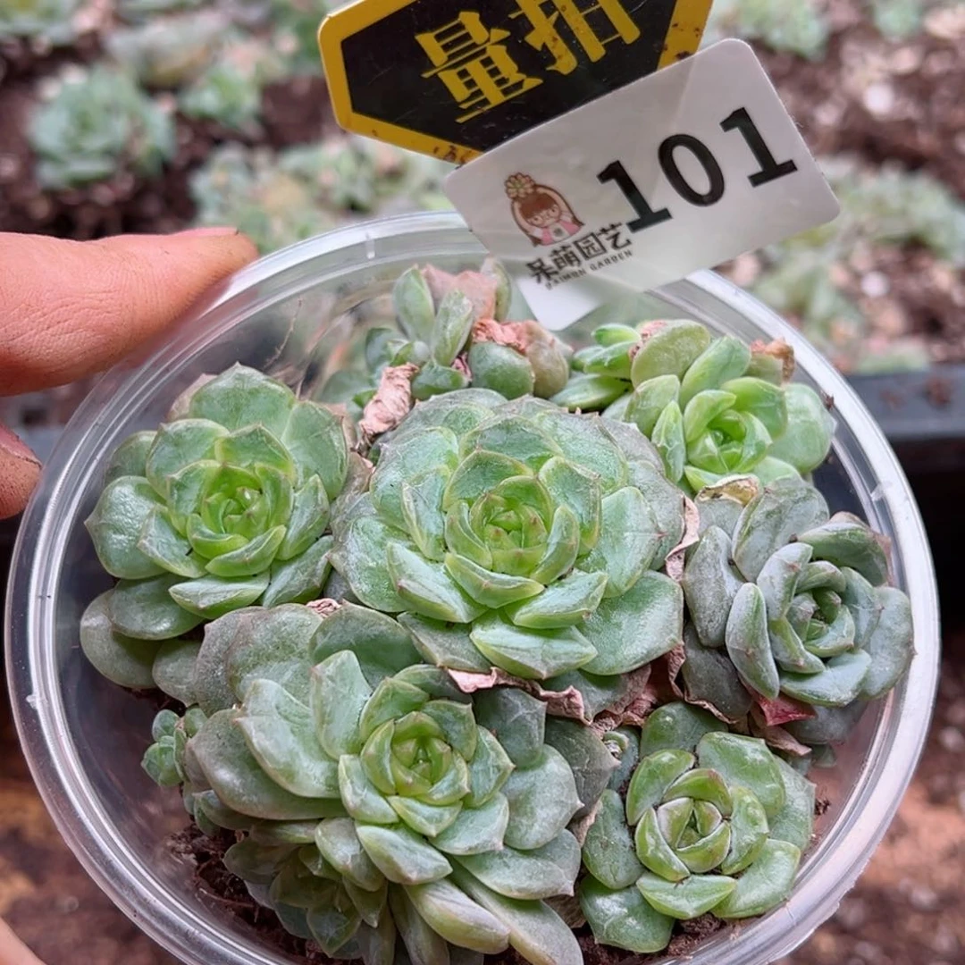 多肉植物多肉植物