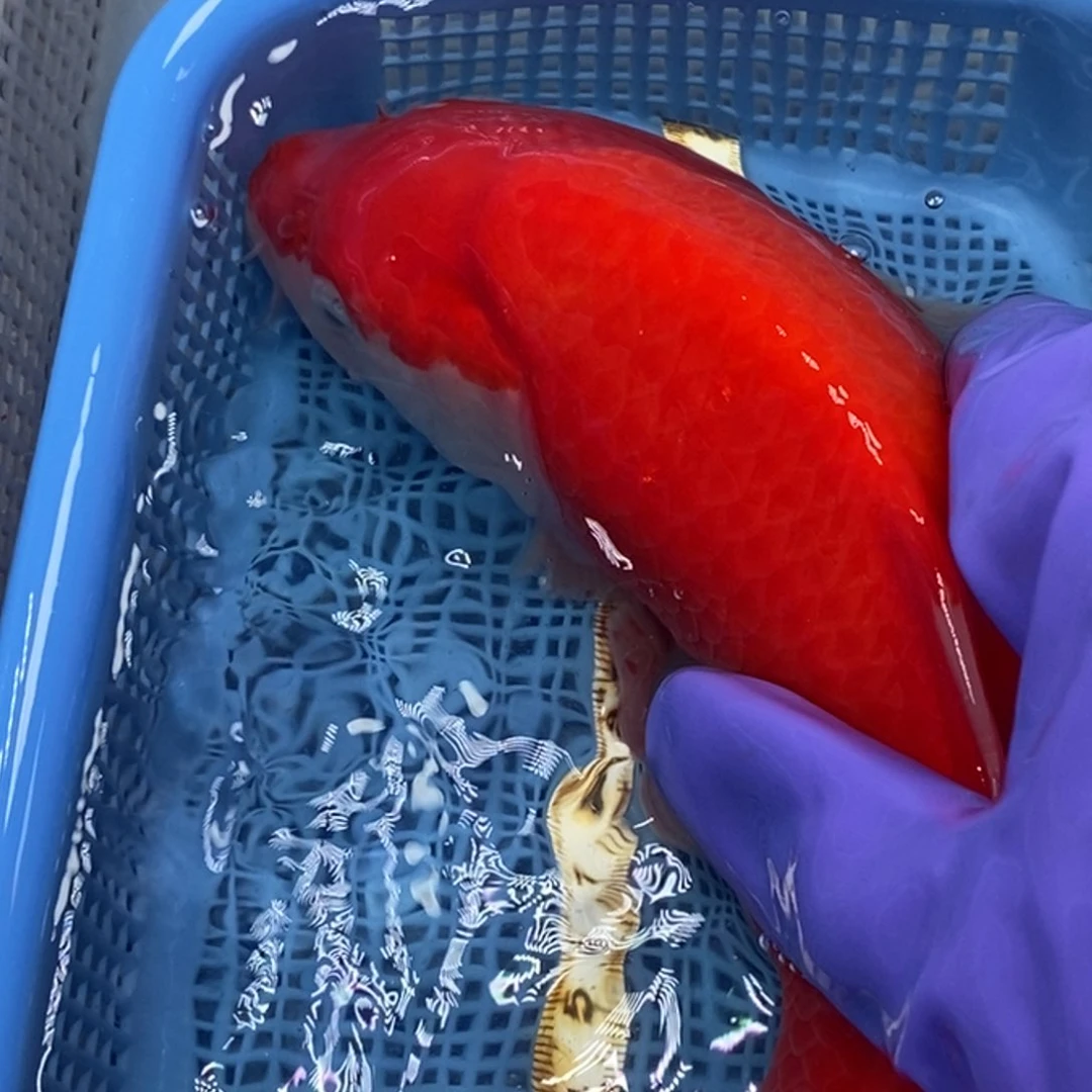 锦鲤冷水锦鲤包邮