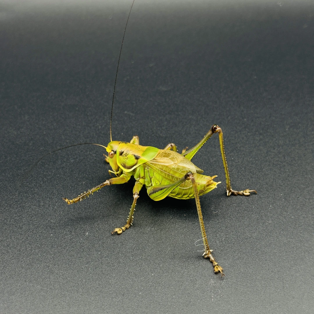 山青绿蝈蝈纸盒漂亮好看