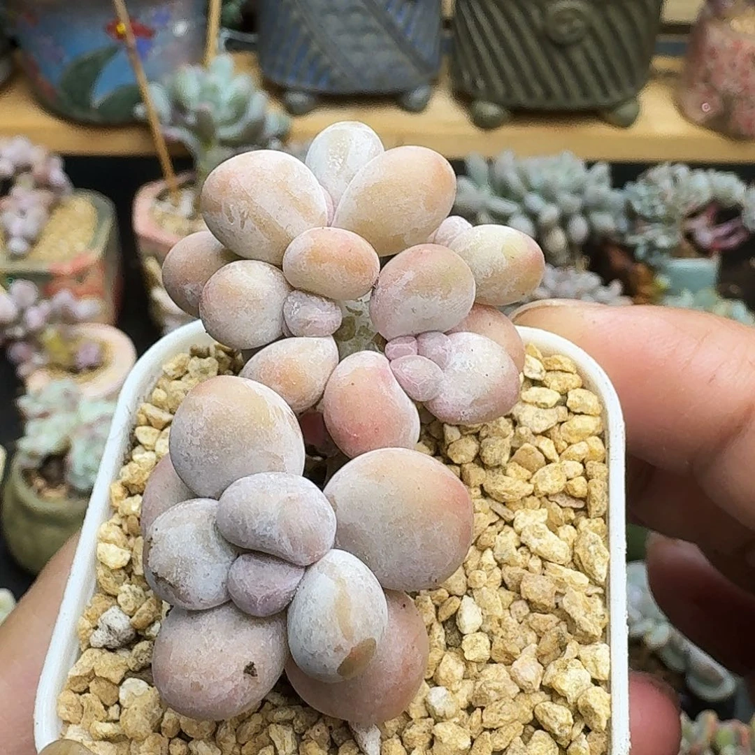 原始奶胸花朵朵老桩，10