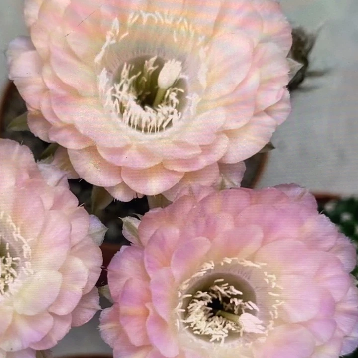 香香重花侧芽3.5公分左右