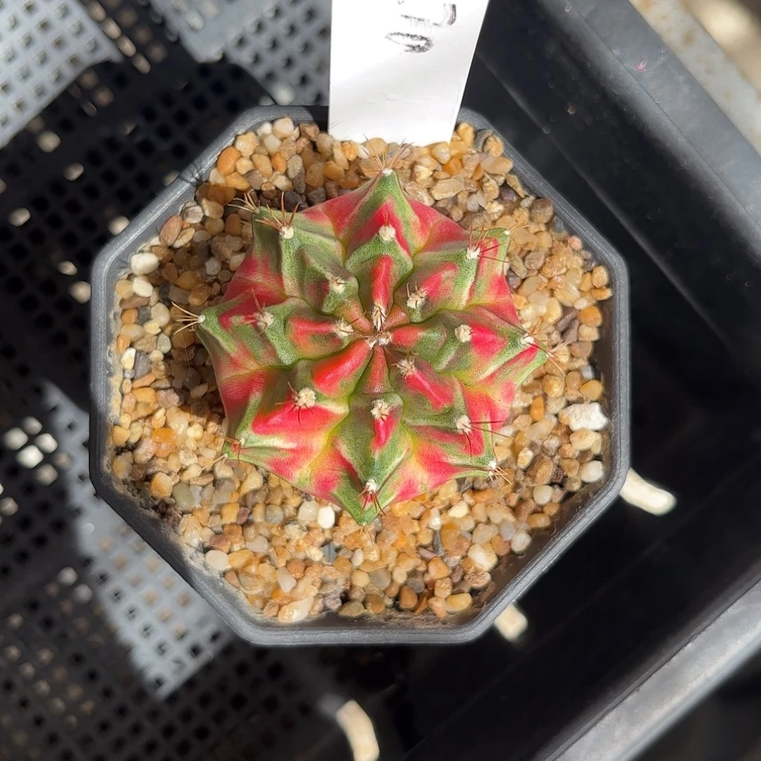 m***…270-0628泰国发货多肉