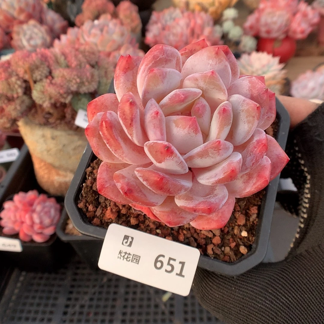 651雪天使多肉植物6666