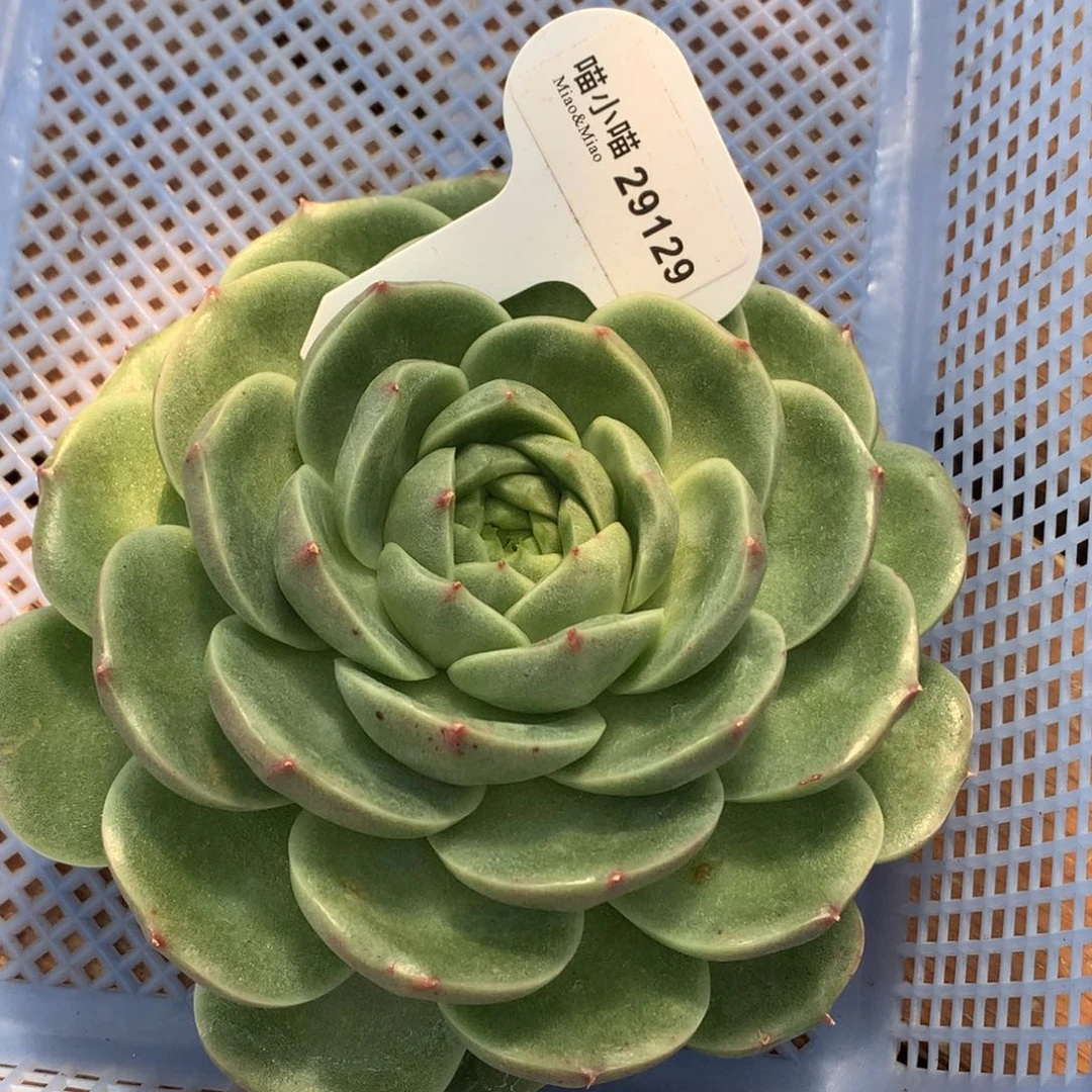 小***～多肉植物杂交珍妮